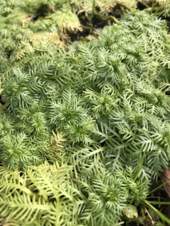 Hottonia palustris