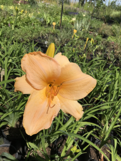 Hemerocallis ANNA MAE HAGER