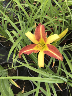 Hemerocallis RUSSEL'S MINUET