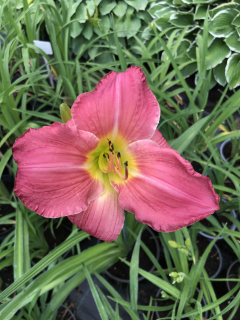 Hemerocallis SAHARA SANDS