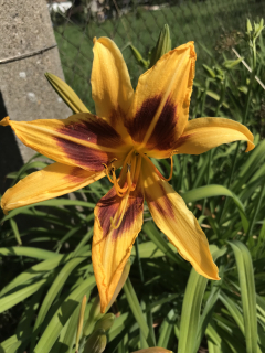 Hemerocallis MY SUNSHINE