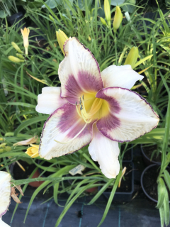 Hemerocallis CHICAGO PICOTEE MEMORIES