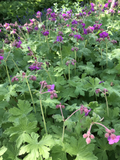 Geranium macrorrhizum