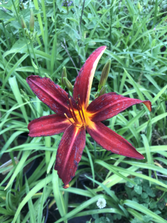 Hemerocallis CRIMSON PIRATE