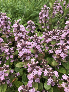 Ajuga reptans ROSEA