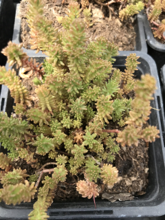 Sedum sexangulare