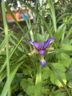 Iris graminifolia