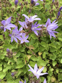 Campanula poscharskyana