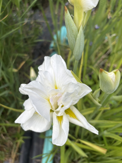 Iris kaempferi WHITE LADIES