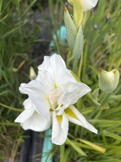Iris kaempferi WHITE LADIES