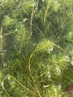 Myriophyllum spicatum