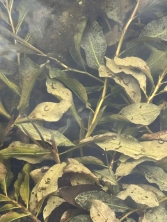 Potamogeton lucens
