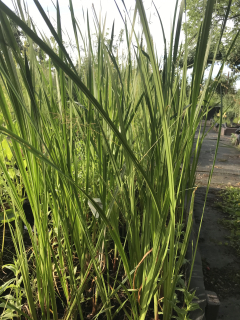Acorus calamus