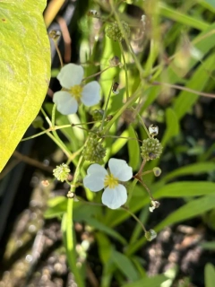 Sagittaria graminea