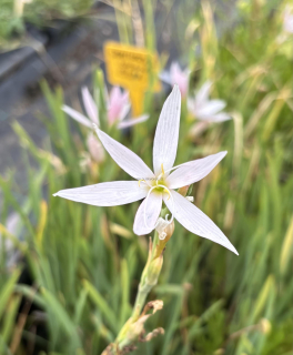 Schizostylis coccinea ALBA