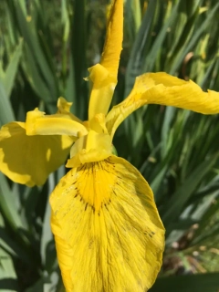Iris pseudacorus