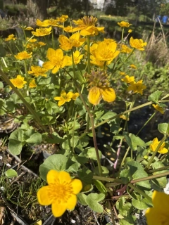 Caltha polypetala