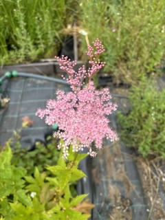 Filipendula ulmaria VENUSTA