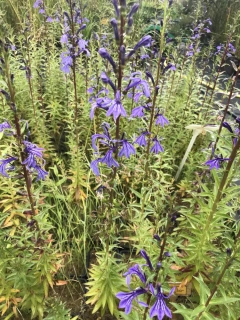 Lobelia sessilifolia