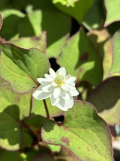 Houttuynia cordata Plena