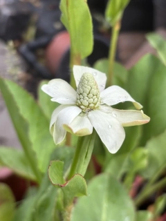 Anemopsis californica