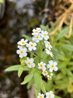 Myosotis palustris Ice Pearl