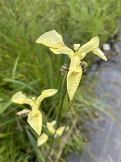 Iris pseudacorus - krémově žlutý