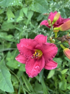Hemerocallis SILOAM RED TOY