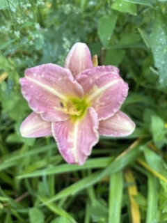Hemerocallis SILOAM ORCHID JEWEL