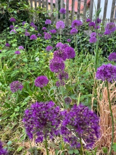 Allium Purple Sensation
