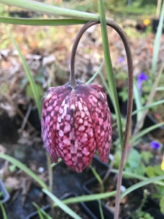 Fritillaria meleagris