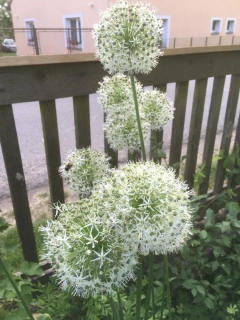 Allium Ping Pong