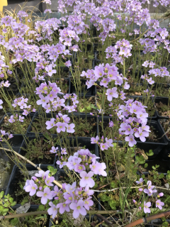 Cardamine pratensis