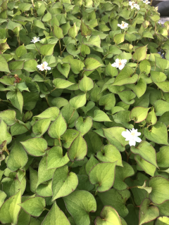 Houttuynia cordata 