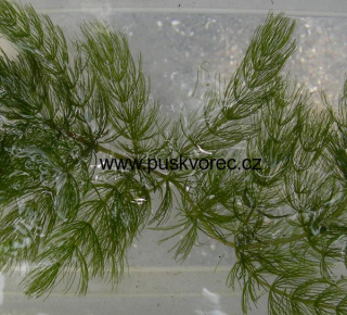 Ceratophyllum demersum