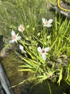 Butomus umbellatus ´Alba´