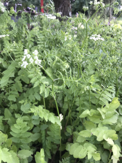 Apium repens