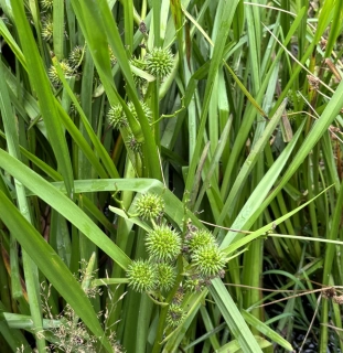 Sparganium erectum