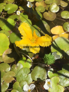 Nymphoides peltata
