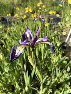Iris versicolor ´Kermesina´