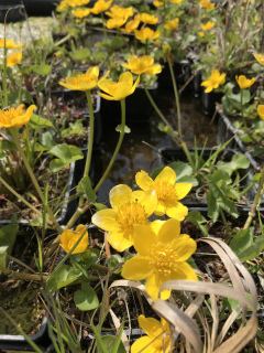 Caltha palustris